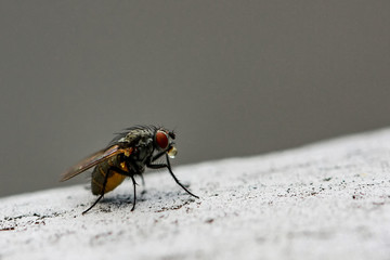 Flys and Hoverflys