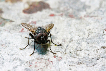 Flys and Hoverflys