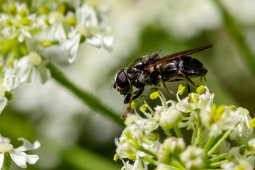 Flys and Hoverflys