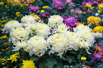 Fototapeta premium Multicolor chrysanthemum flower bed in Chengdu, China