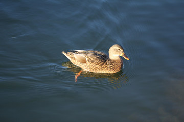 Peaceful fluffy duck sunbathing swimming in the green blue lake at national park, animal wildlife...