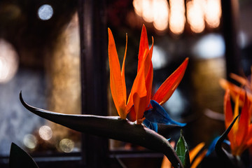 Beautiful Strelitzia Reginae flower closeup (bird of paradise flower)