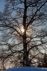 Winterlicher Baum im Gegenlicht