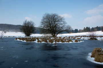 Baum am zugefrorenen See