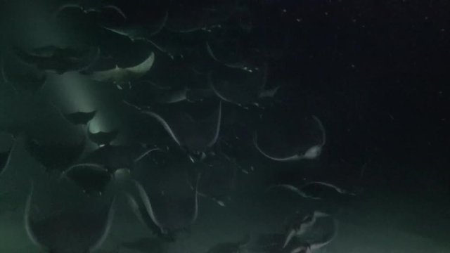 Mexico. Sea of Cortez.Exciting night diving with flocks of sea rays.