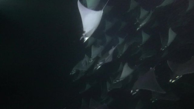 Mexico. Sea of Cortez.Exciting night diving with flocks of sea rays.