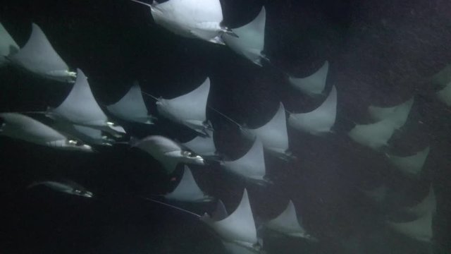 Mexico. Sea of Cortez.Exciting night diving with flocks of sea rays.