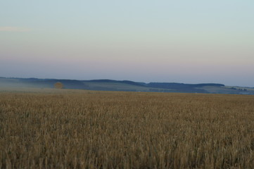 Obraz premium field of wheat