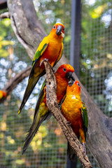 Colourful orange parrot in zoo.