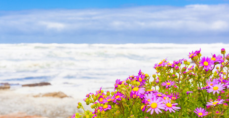 Pink coastal flowers on a beach in Cape Town