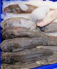 fish, food, fresh, raw, isolated, meat, seafood, chicken, fishing, white, trout, market, sea, animal, freshness, meal, catch, healthy, leg, cooking, fishes, poultry, uncooked, whole, salmon