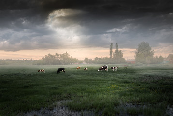 Cows in the meadow after a storm