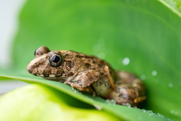 frog on the leaves