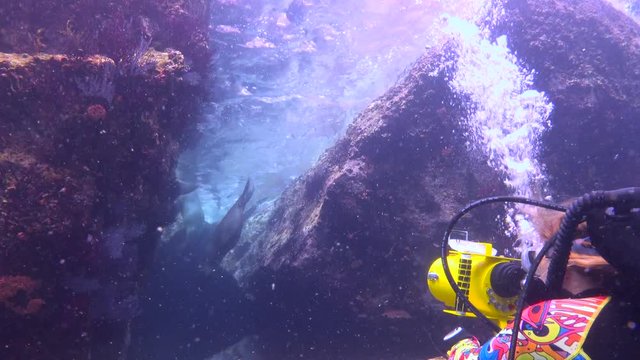 Mexico. Fascinating underwater diving with seals in the sea of Cortez. 
