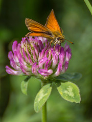 Colorfull butterfly in the green