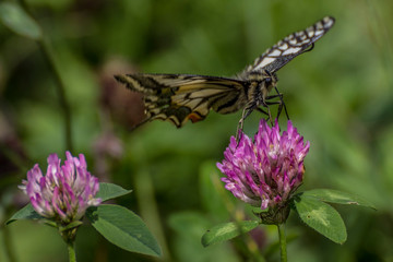 Colorfull butterfly in the green