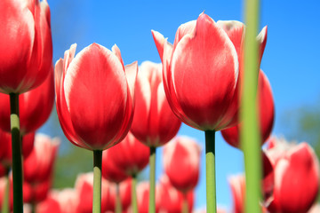 Blühende Tulpen im Frühling