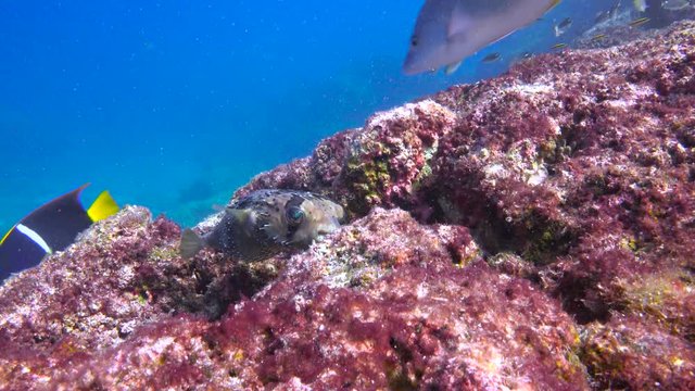 Mexico. Fascinating underwater diving in the sea of Cortez. Puffer fish.