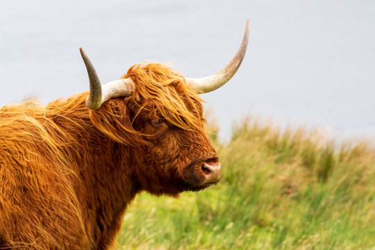 scottish highland cow