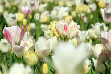 Blühende Tulpen im Frühling
