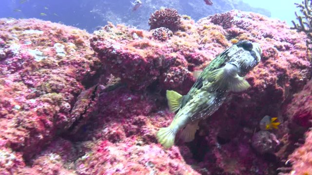 Mexico. Fascinating underwater diving in the sea of Cortez. Puffer fish.