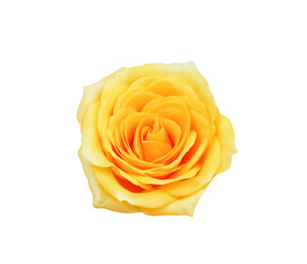 Top view colorful yellow rose flowers blooming isolated on white background with clipping path