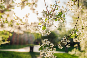 Blooming cherry trees. Close up shot