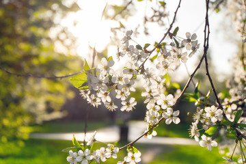 Blooming cherry trees. Close up shot