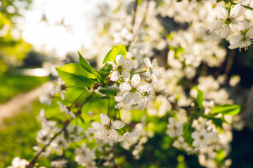 Blooming cherry trees. Close up shot