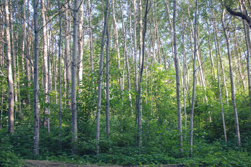 Beautiful birch forest in summer