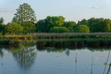 Fototapeta premium im Naturschutzgebiet Schwalm-Nette