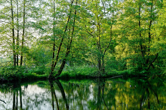 im Naturschutzgebiet Schwalm-Nette