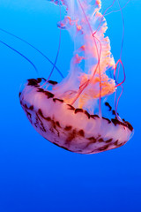 Orange jelly fish on a dark blue background	