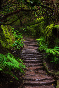 Fototapeta Path in Anaga Rainforest on Tenerife island, Spain.