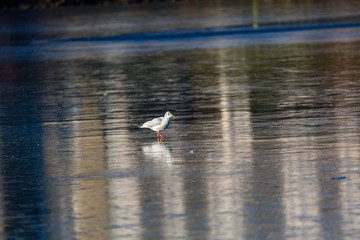 Seagull on ice