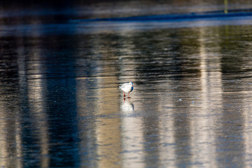 Seagull on ice