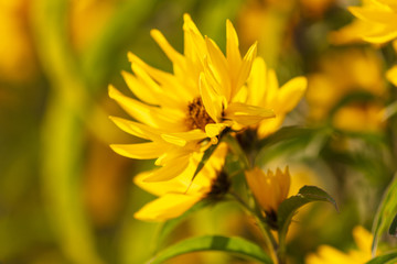 Beautiful yellow flower in the park