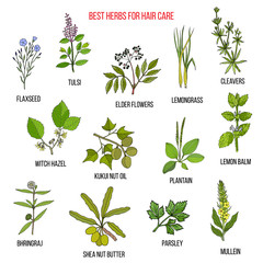 Best medicinal herbs for hair care