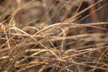Fototapeta premium Dry grass in the morning at sunrise
