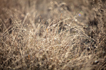 Dry grass in the morning at sunrise