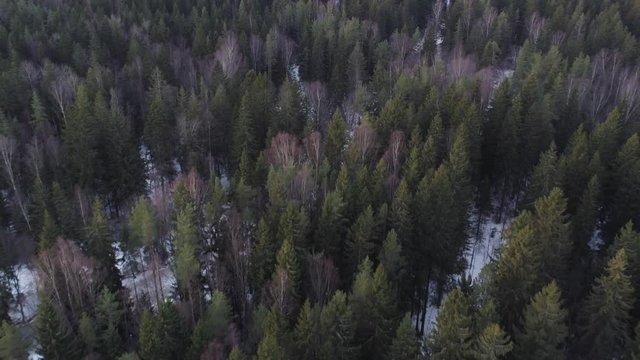 Aerial backward flight over winter fir forest in sunset