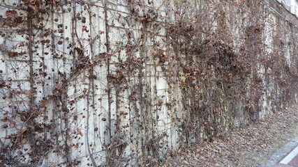 Fototapeta premium 산책로