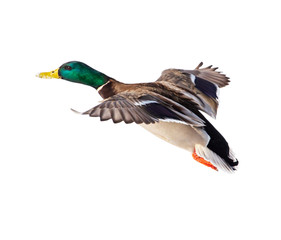 Duck in flight isolated on white background