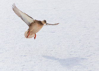 Duck in flight over white snow in winter