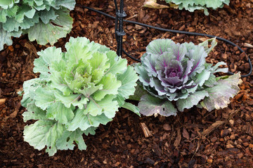 Ornamental Cabbage
