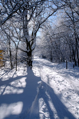 road in the forest after heavy snowfall
