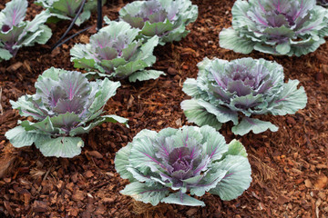 Ornamental Cabbage