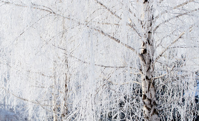 Frozen branches on a tree in the forest in winter