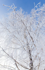 Frozen branches on a tree against a blue sky