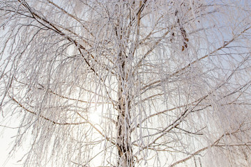Frozen branches on a tree in the forest in winter